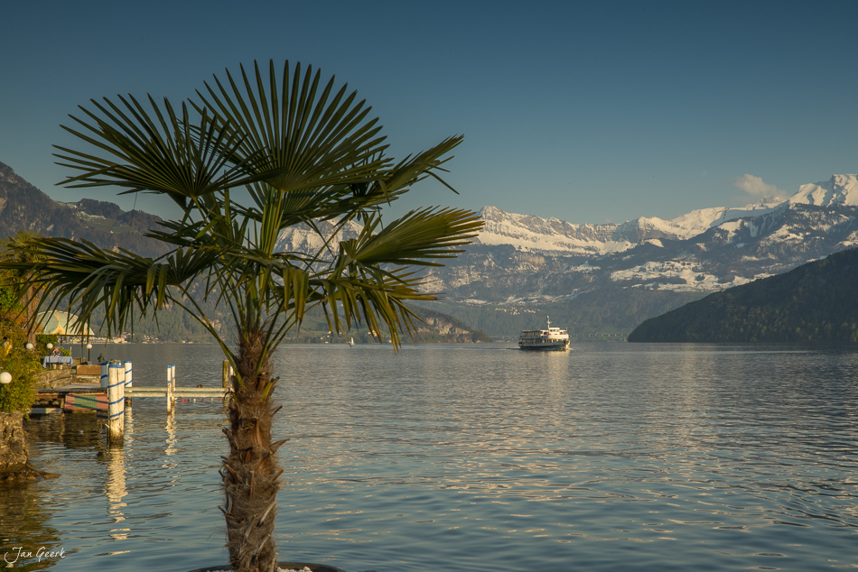 Palme am Vierwaldstättersee mit Schiff Frühling Zentralschweiz Schweiz Jan Geerk Fotograf Basel