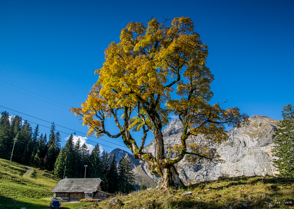 Knorriger Laubbaum im Herbst am Melchsee mit Alpenpanorama, Berghütte und Gebirgsmassiv in der Zentralschweiz – Jan Geerk Fotograf Basel