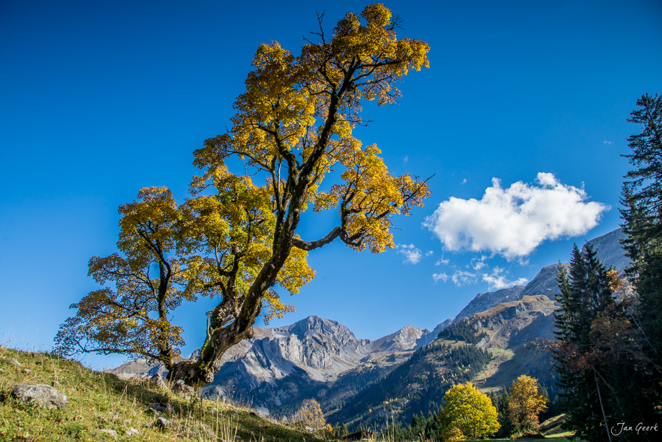 Herbstlich gefärbter Lärchen-Baum mit Melchsee und Alpen im Hintergrund, Zentralschweiz, goldenes Licht – Jan Geerk Fotograf Basel