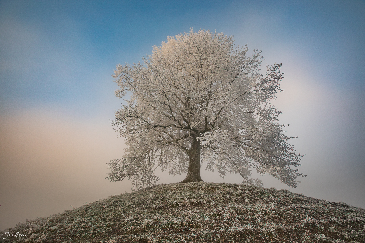 Raureifbaum auf verschneiter Anhöhe in Neuheim, Zentralschweiz Winter Nebelmeer – Jan Geerk Fotograf Basel