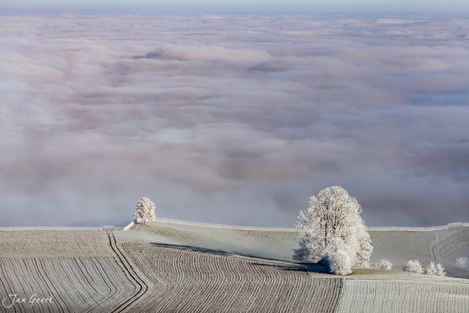 Rauhreif-bedeckte Bäume über Nebelmeer in Menzingen, Zentralschweiz. Winterlandschaft mit kantlichtem Morgenlicht – Jan Geerk Fotograf Basel