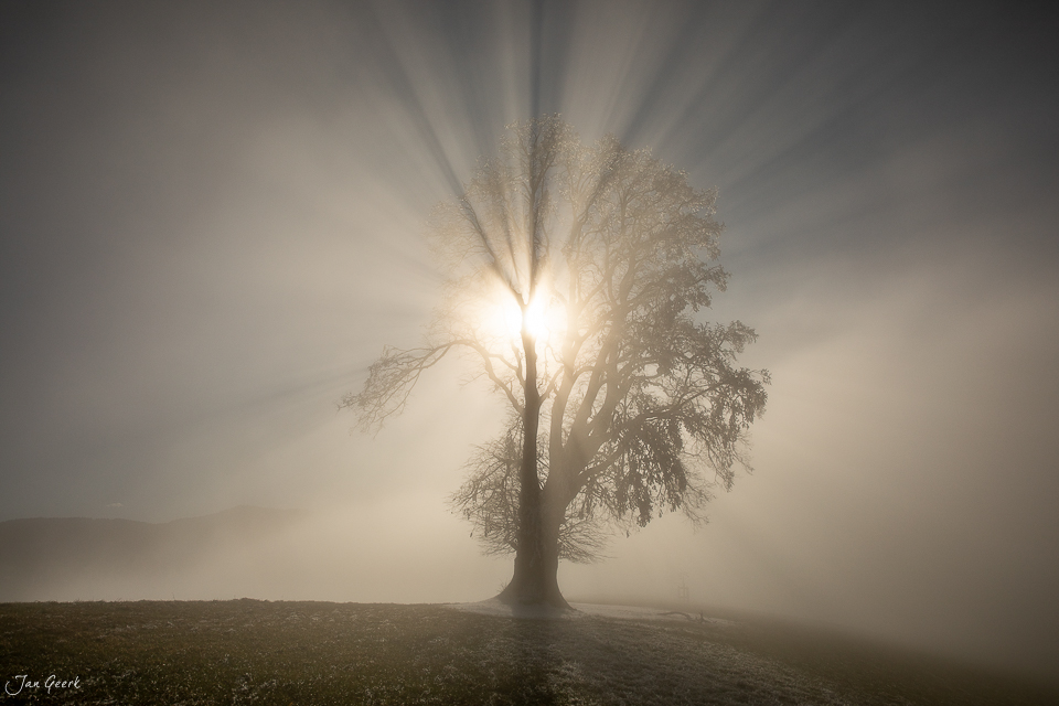 Einsamer Baum mit Rauhreif im Nebel bei Menzingen, Winterstimmung Zentralschweiz Schweiz – Jan Geerk Fotograf Basel