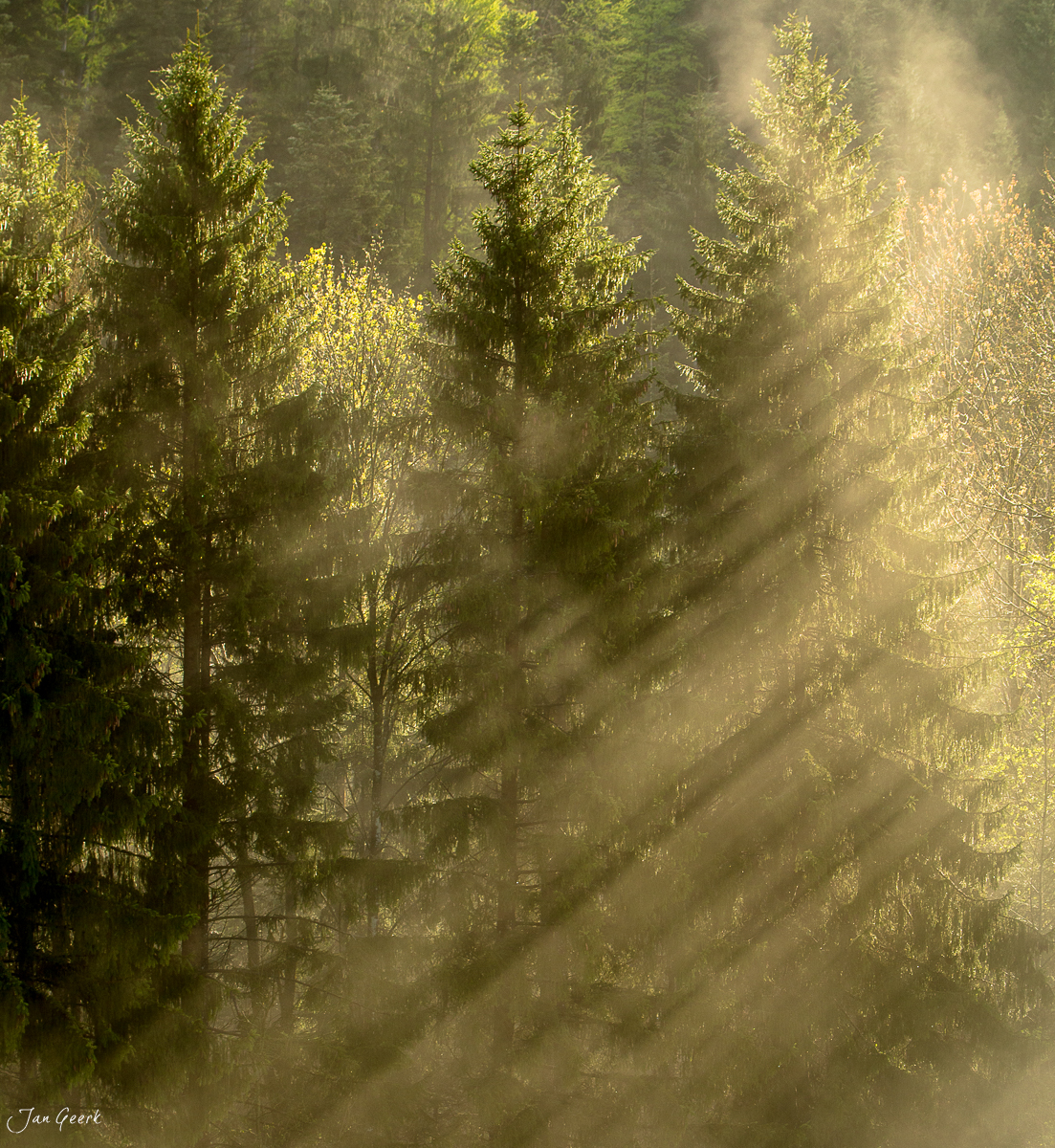 Birkenwald mit Sonnenstrahlen und Morgennebel Sihlwald Menzingen Frühling Schweiz Jan Geerk Fotograf Basel