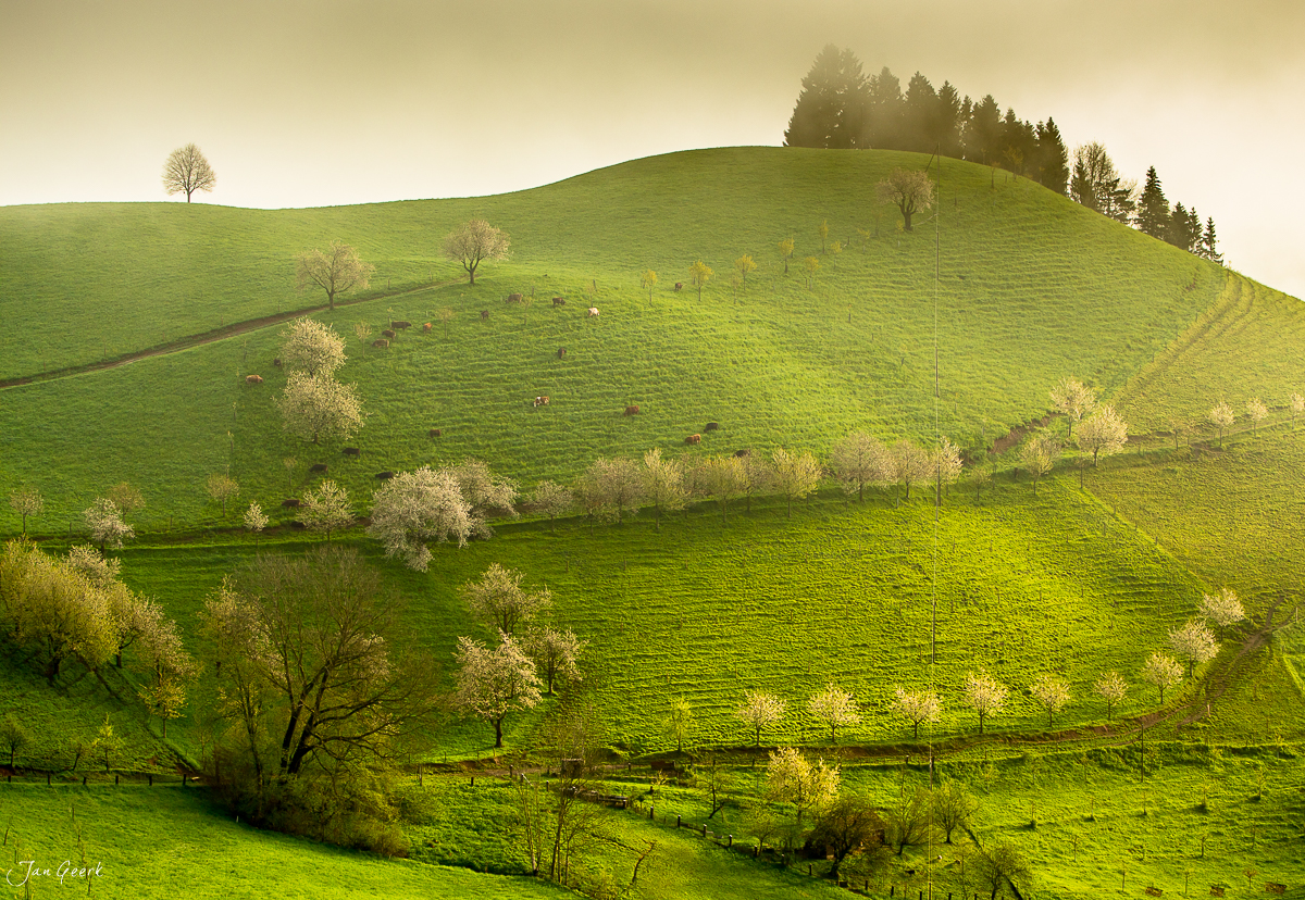 Frühjahrslandschaft Menzingen Sihlwald mit Blüten und Nebel Zentralschweiz – Jan Geerk Fotograf Basel