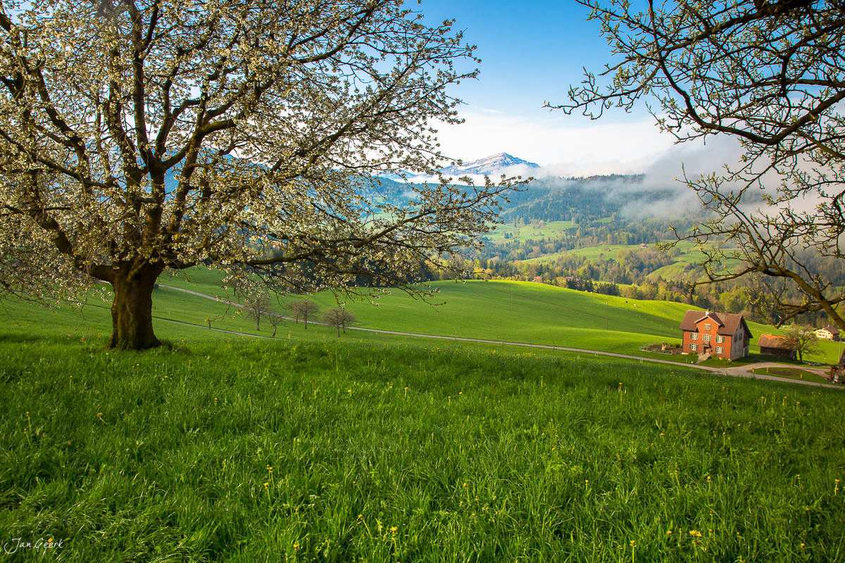 Blütenbaum Frühjahr Menzingen Sihlwald Zug Schweiz grüne Wiese Berglandschaft – Jan Geerk Fotograf Basel