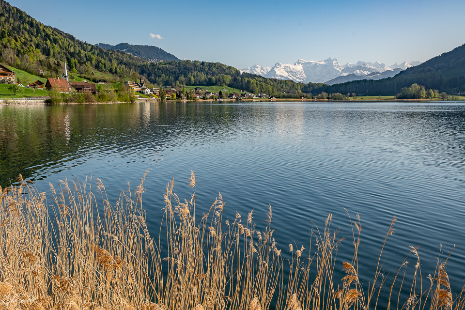 Seeufer mit Schilfrohr am Ägerisee, schneebedeckte Berge im Hintergrund, Frühjahrslandschaft Zentralschweiz Schweiz – Jan Geerk Fotograf Basel