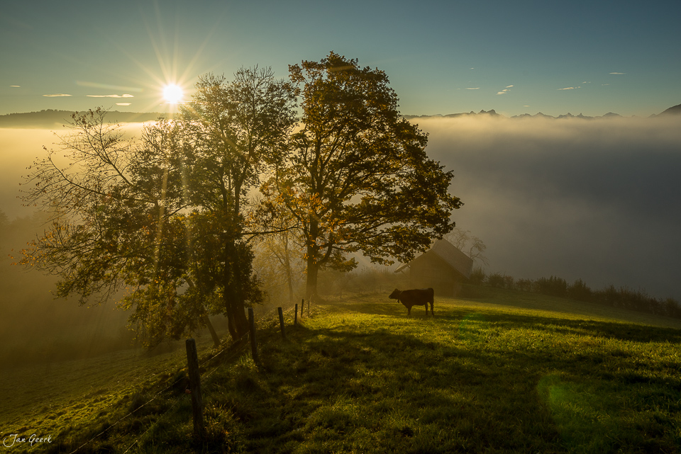 Herbstliches Nebelmeer am Raten mit Kuh und Almwiese, Voralpen Schweiz – Jan Geerk Fotograf Basel