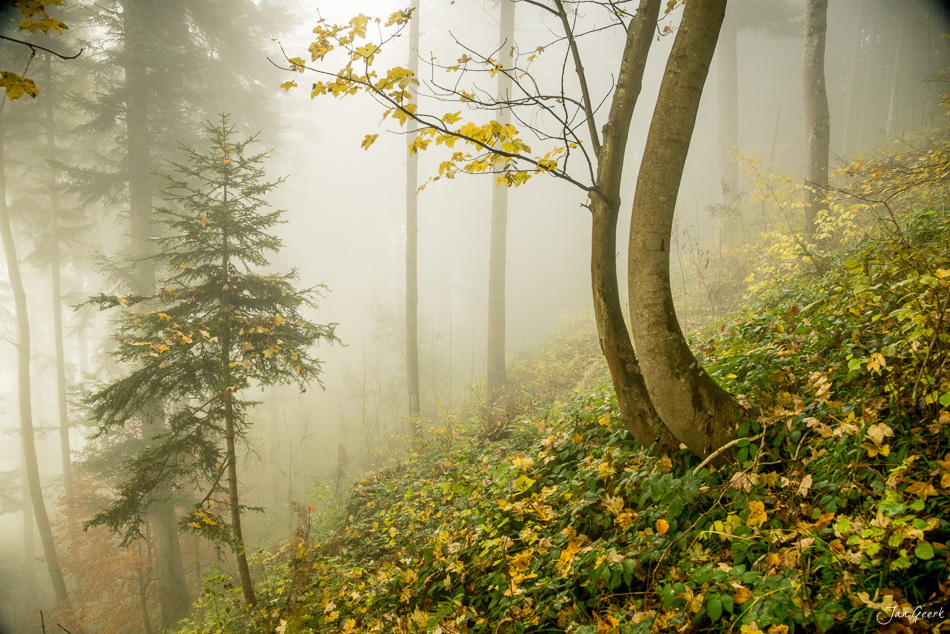 Herbstlicher Wald am Raten mit Nebelmeer, gelben Lärchen und Fichten in den Schweizer Voralpen – Jan Geerk Fotograf Basel