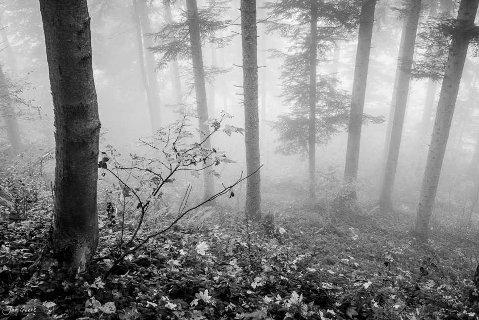 Nebelwald am Raten mit herbstlicher Stimmung in der Zentralschweiz – Jan Geerk Fotograf Basel