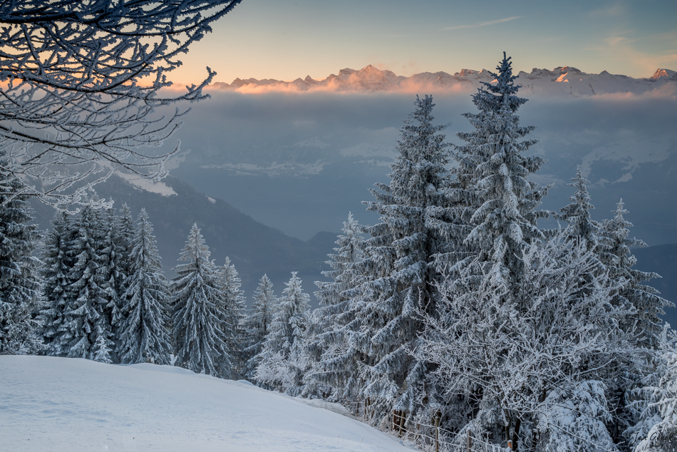 Verschneite Fichten und Reif beim Sonnenaufgang auf der Rigi, Nebelmeer über Zentralschweiz, Winter – Jan Geerk Fotograf Basel
