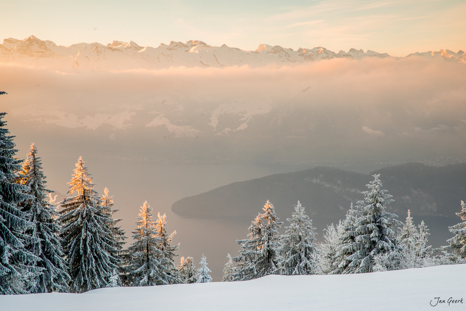 Schneebedeckte Lärchen bei Sonnenaufgang am Rigi mit Nebelmeer über den Alpen, Zentralschweiz – Jan Geerk Fotograf Basel
