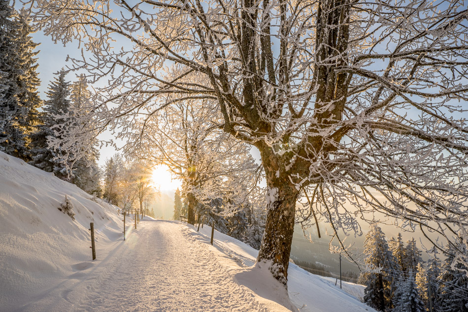Winterlandschaft am Rigi-Kaltbad mit verschneiter Allee und Reifbäumen bei Sonnenaufgang, Zentralschweiz – Jan Geerk Fotograf Basel