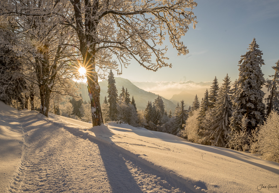 Verschneite Bäume und Sonnenaufgang auf der Rigi mit Bergpanorama, Zentralschweiz – Jan Geerk Fotograf Basel