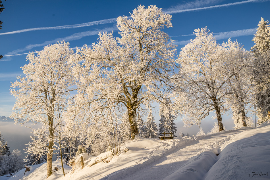 Reifbäume und Schnee auf der Rigi bei Sonnenaufgang im Winter, Zentralschweiz Schweiz – Jan Geerk Fotograf Basel