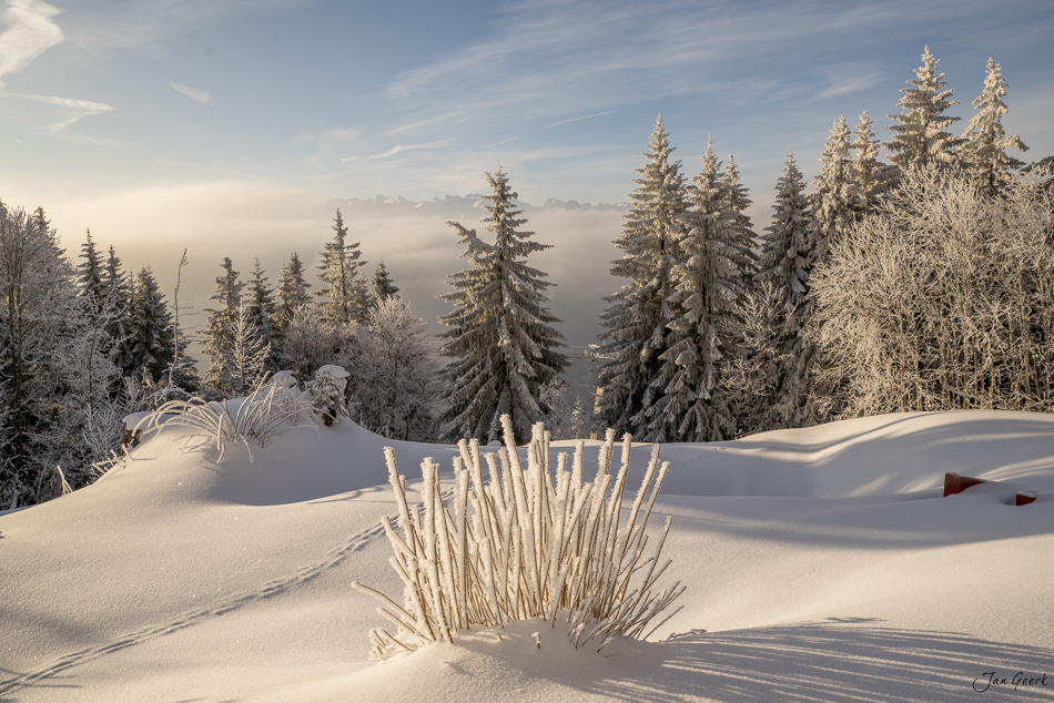 Winterlandschaft am Rigi mit verschneiten Fichten, Reif und Nebelmeer bei Sonnenaufgang, Zentralschweiz – Jan Geerk Fotograf Basel