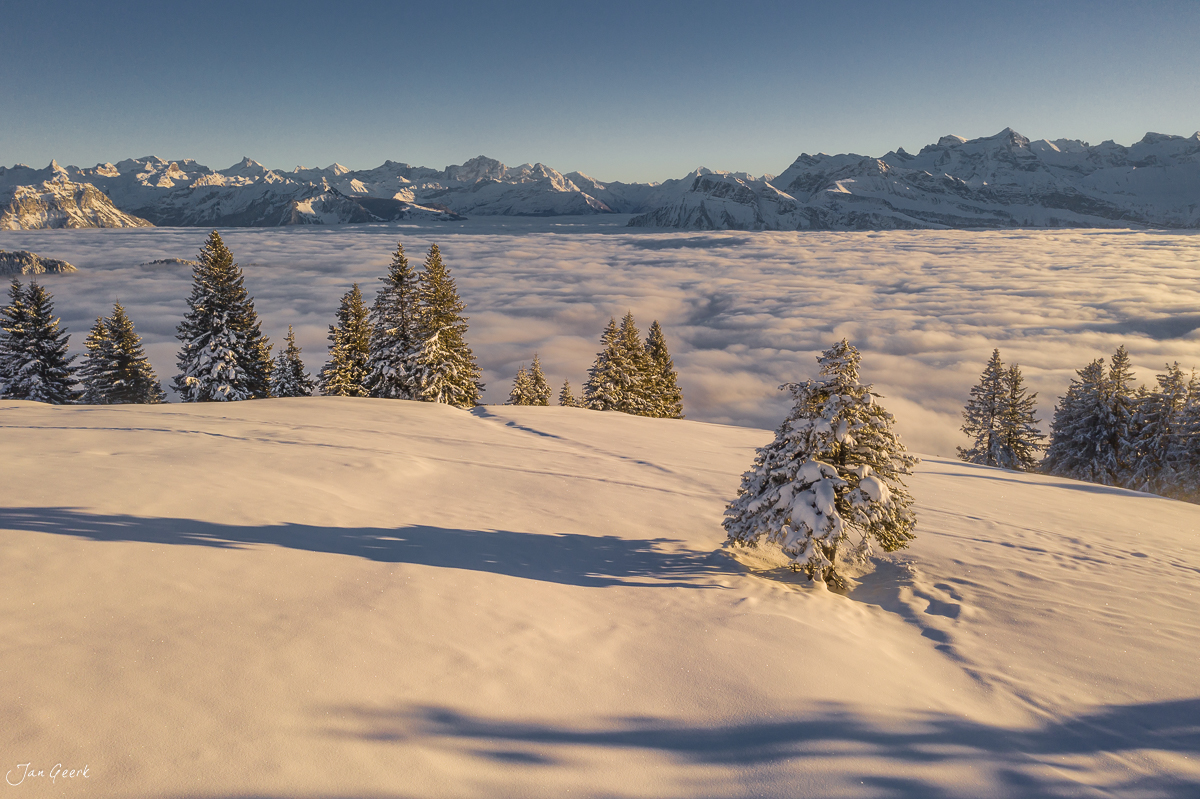 Schneebedeckte Alpenweiden mit Fichten bei Rigi Scheidegg, Bergpanorama im Nebelmeer, Kantlicht, Winter in der Zentralschweiz – Jan Geerk Fotograf Basel