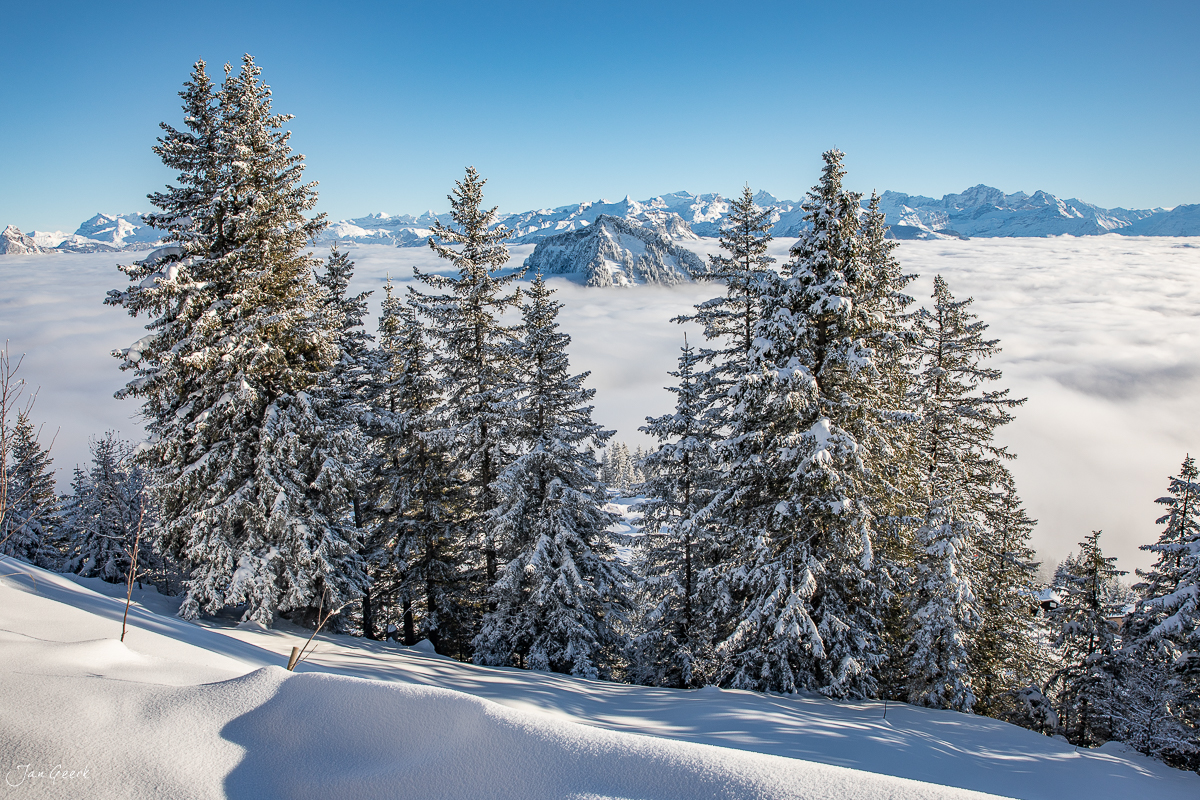 Schneebedeckte Fichten und Bergpanorama am Rigi-Scheidegg im Winter, Zentralschweiz – Jan Geerk Fotograf Basel
