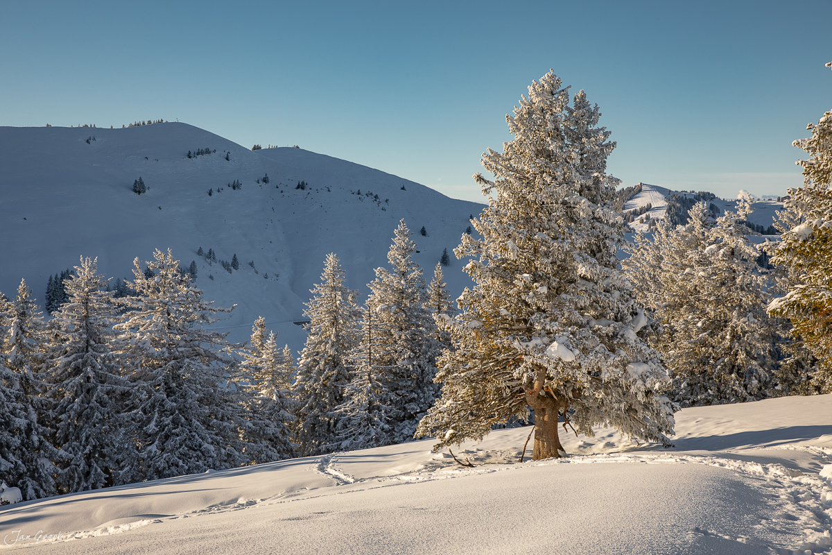Verschneite Fichtenwälder und Berghänge am Rigi Scheidegg im Winterlicht, Zentralschweiz – Jan Geerk Fotograf Basel