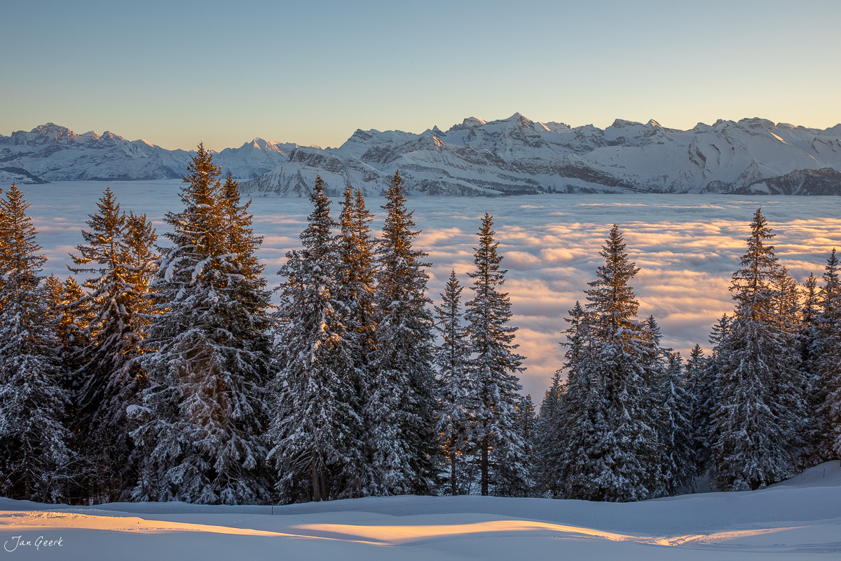 Verschneite Lärchen am Rigi-Scheidegg mit schneebedeckten Alpengipfeln und Nebelmeer im Winterlicht, Zentralschweiz – Jan Geerk Fotograf Basel
