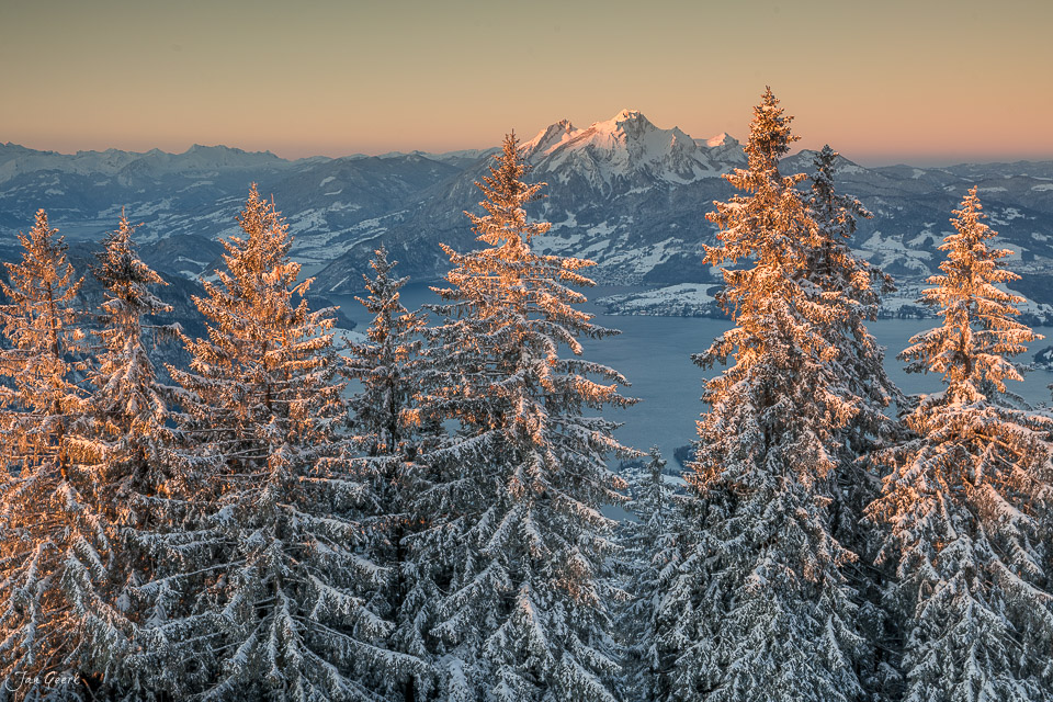 Schneebedeckte Lärchen bei Sonnenaufgang auf der Rigi mit Blick auf verschneite Berglandschaft Zentralschweiz – Jan Geerk Fotograf Basel