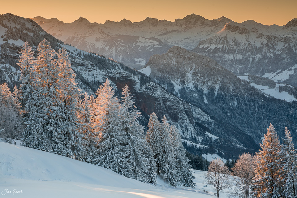 Verschneite Lärchen im goldenen Licht bei Rigi, Zentralschweiz, Winterstimmung – Jan Geerk Fotograf Basel