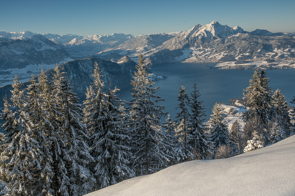 Schneebedeckte Lärchen am Rigi mit Blick auf den winterlichen See und Berge, klare Lichtstimmung in der Zentralschweiz – Jan Geerk Fotograf Basel