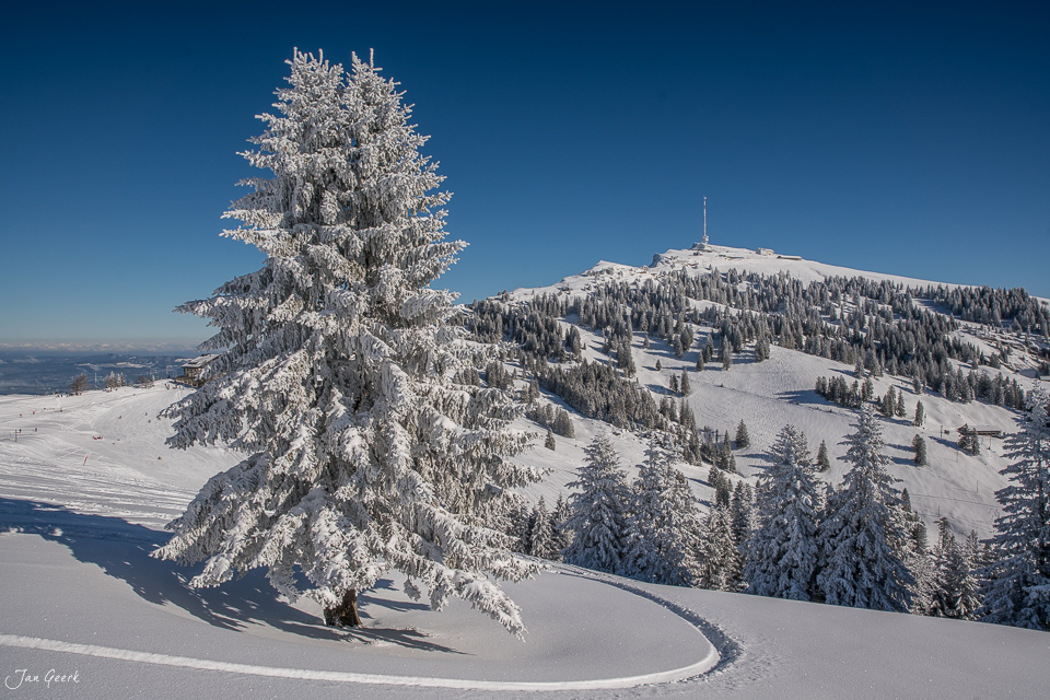 Verschneiter Fichtenwald auf der Rigi mit bereiftem Baum im Winterlicht, Zentralschweiz – Jan Geerk Fotograf Basel