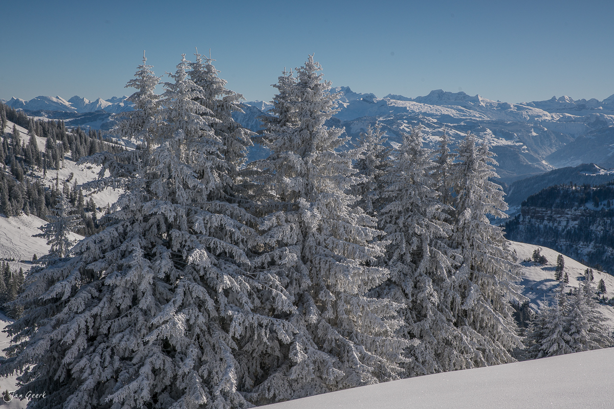 Verschneite Fichten auf der Rigi mit Bergpanorama im Winter, Zentralschweiz – Jan Geerk Fotograf Basel