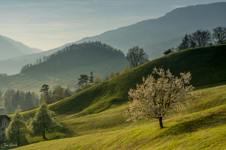 Blühender Obstbaum in grüner Frühjahrslandschaft bei Arth mit Rigi und Bergen im Hintergrund – Jan Geerk Fotograf Basel Schweiz