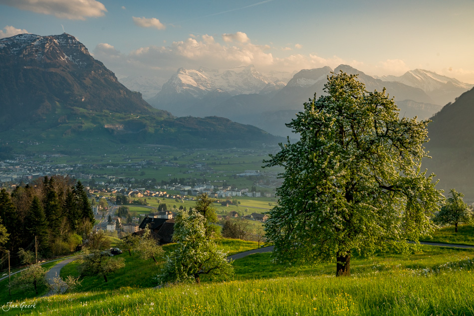 Frühlingshaftes Tal mit Obstblüte, Bergen und See bei Arth in der Zentralschweiz – Jan Geerk Fotograf Basel