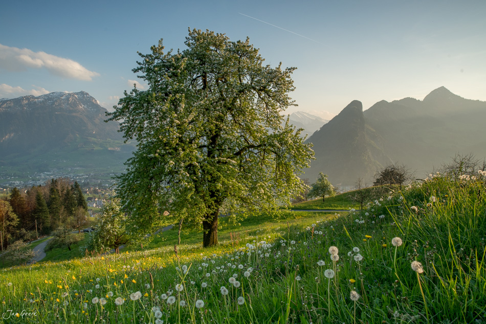 Obstblüte und Löwenzahn in Arth mit Blick auf Rigi Berge, Frühjahr Schweiz – Jan Geerk Fotograf Basel