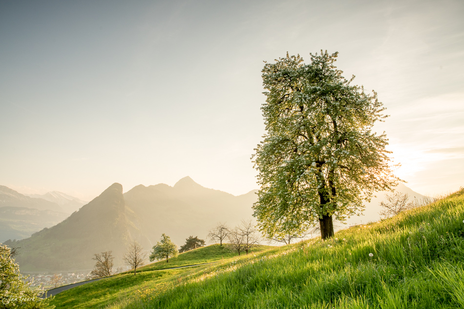 Einzelner Apfelbaum in Blüte auf grüner Wiese mit Bergpanorama bei Arth, Frühling in der Zentralschweiz – Jan Geerk Fotograf Basel