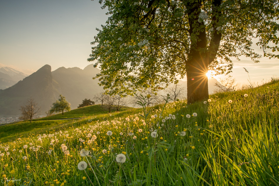Wiesland mit Löwenzahnblüten und alter Linde am Lauerzersee bei Arth, Frühjahrslandschaft Zentralschweiz – Jan Geerk Fotograf Basel