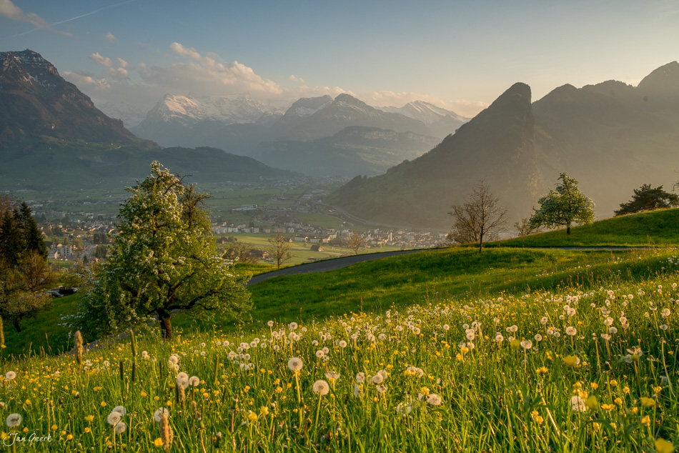 Frühjahrsblüte in der Lauerzersee-Landschaft mit schneebedeckten Bergen bei Arth, Schweiz – Jan Geerk Fotograf Basel