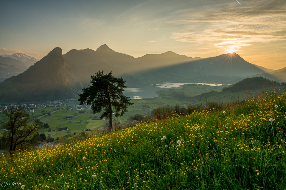 Blütenwiese mit Rigi bei Sonnenaufgang, Frühling in der Zentralschweiz – Jan Geerk Fotograf Basel