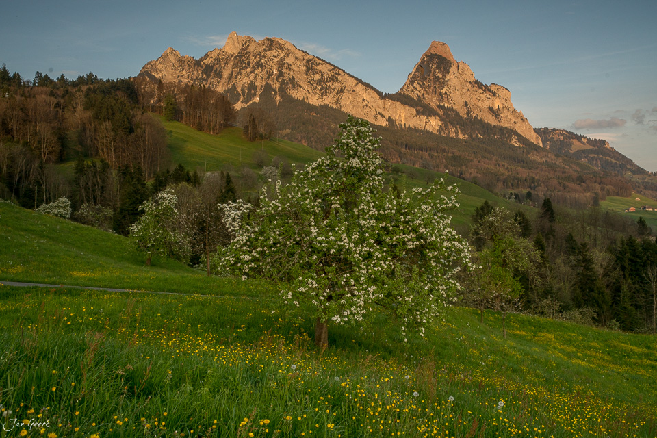 Blühender Obstbaum mit Rigi Bergpanorama im Frühling, Arth Zentralschweiz Schweiz – Jan Geerk Fotograf Basel