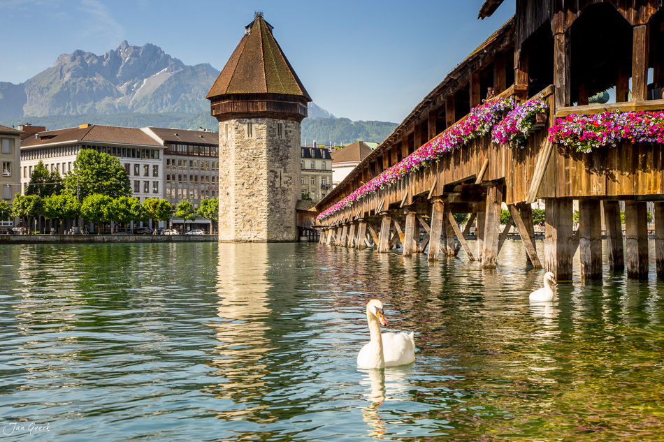 Weißer Schwan auf dem Vierwaldstättersee bei Luzern mit historischer Kapellbrücke und blühenden Geranien im Sommer, Zentralschweiz – Jan Geerk Fotograf Basel