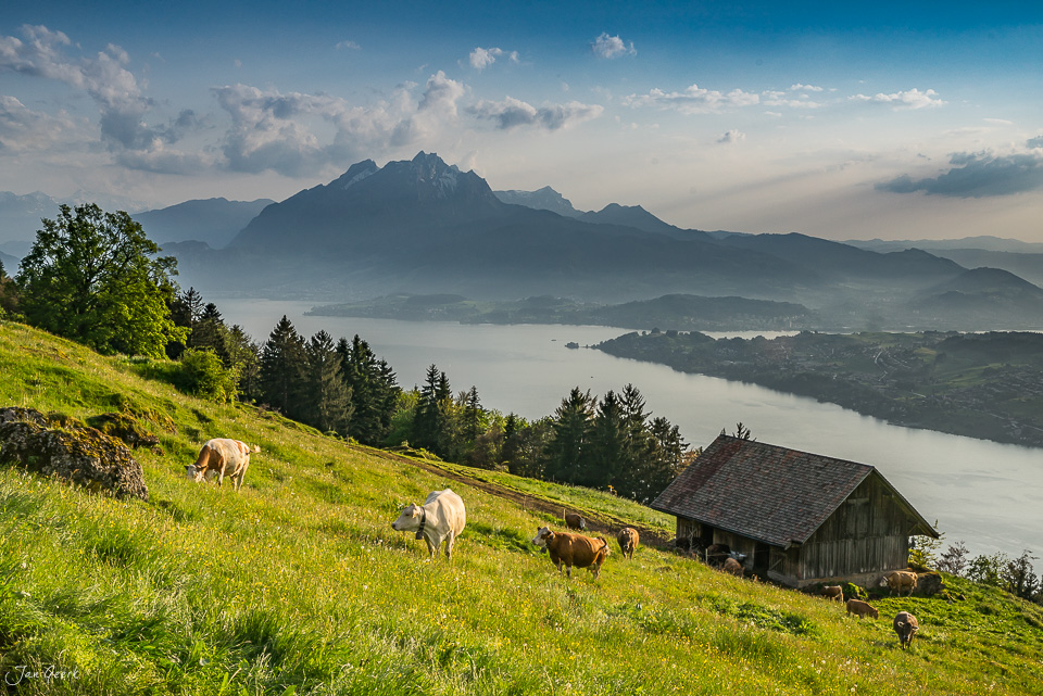 Alpweide mit Kühen und Alphütte auf der Seebodenalp, Vierwaldstättersee im Hintergrund, Sommerwetter mit Gewitterwolken, Zentralschweiz – Jan Geerk Fotograf Basel