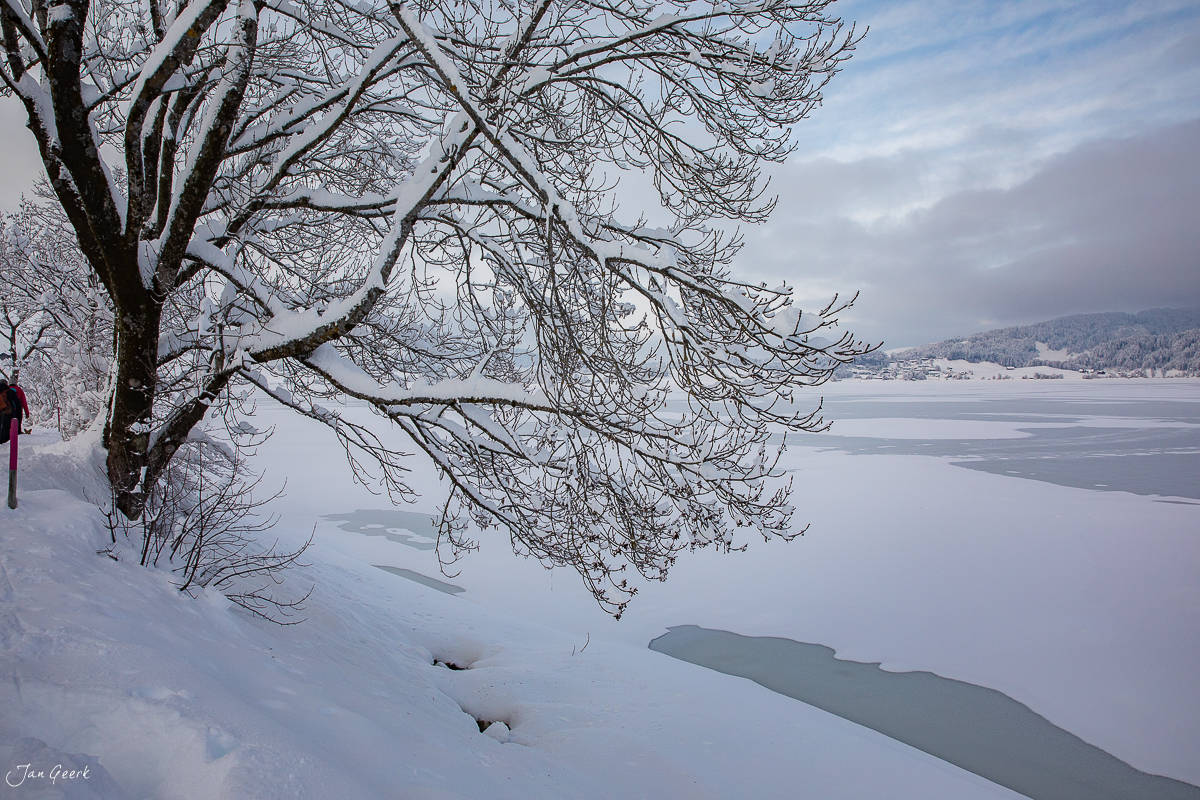 Verschneiter Baum am gefrorenen Sihlsee im Winter, Zentralschweiz – Jan Geerk Fotograf Basel