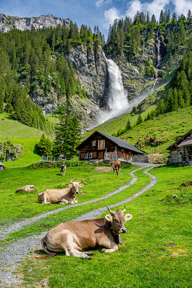 Kühe auf Alpwiese mit Stäubifall und Holzalp im Sommer, Urner Alpen Schweiz – Jan Geerk Fotograf Basel