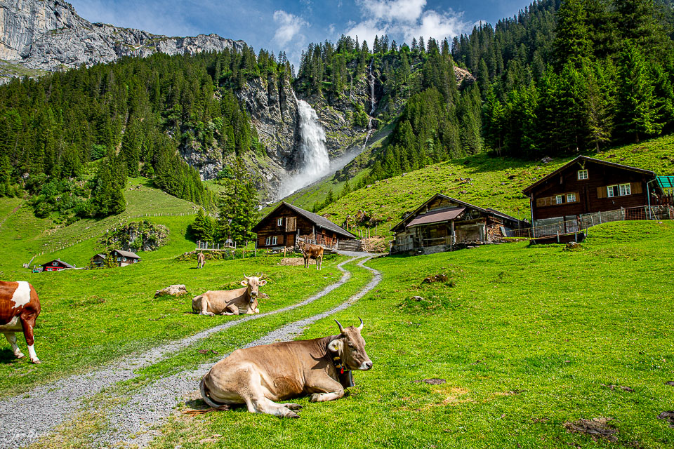 Alpweide mit Kühen, Alphütten und Stäubifall Wasserfall im Sommer, Uri Schweiz – Jan Geerk Fotograf Basel