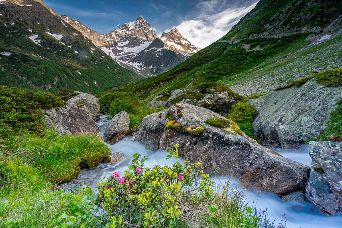 Gebirgsbach mit Alpenrosen am Sustenpass bei Sommerlicht, Uri, Schweiz – Jan Geerk Fotograf Basel