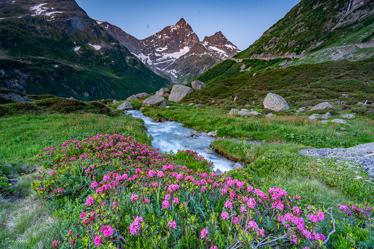 Alpenrosen und Bergbach am Sustenpass im Sommer, Uri Schweiz – Jan Geerk Fotograf Basel