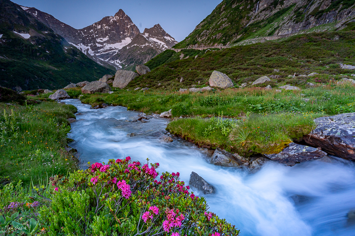 Alpenrosen und Bergbach am Sustenpass im Sommer, Uri Schweiz – Jan Geerk Fotograf Basel