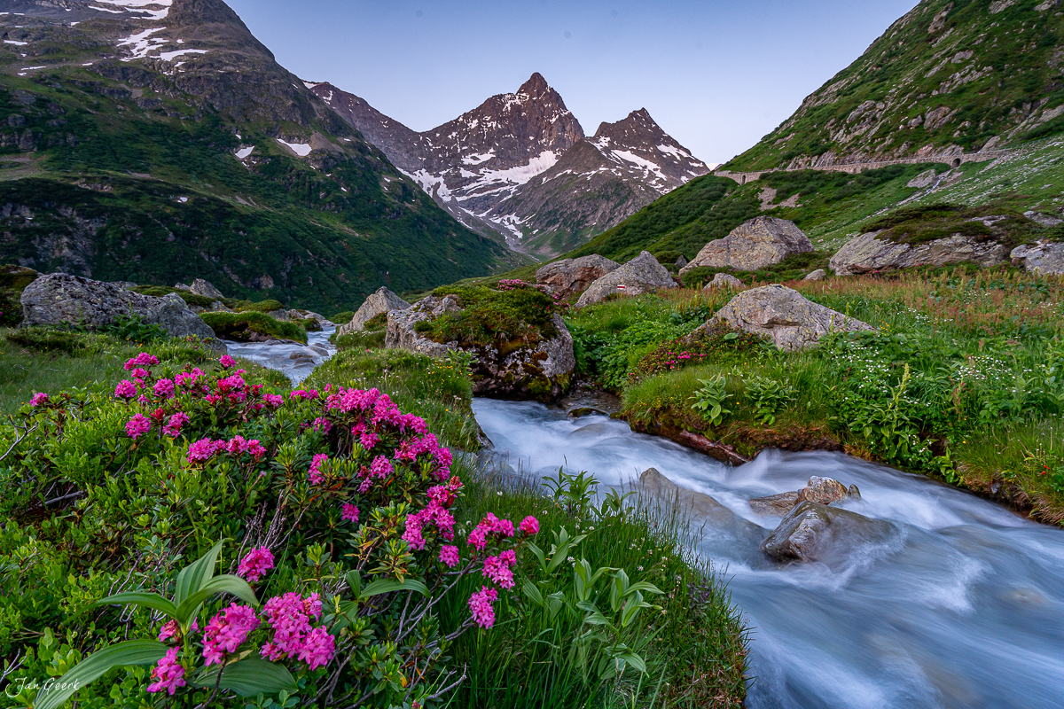 Alpenrosen und Bergbach am Sustenpass im Sommer, Uri Schweiz – Jan Geerk Fotograf Basel