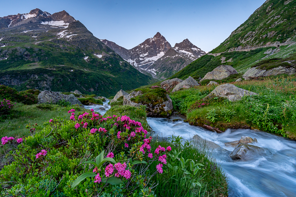 Alpenrosen und Bergbach am Sustenpass im Sommer, Uri Schweiz – Jan Geerk Fotograf Basel