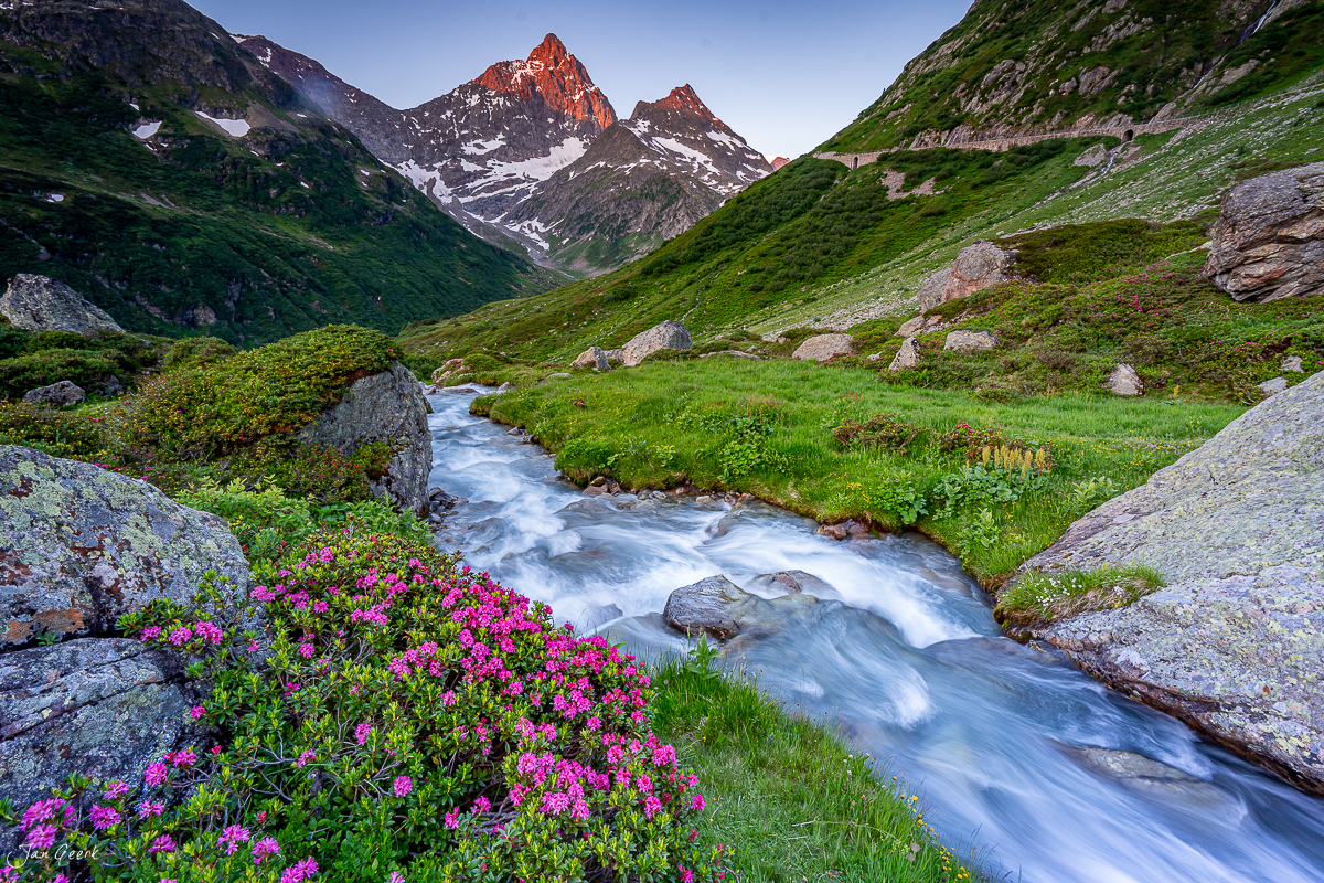 Alpenrosen und Bergbach am Sustenpass im Sommer, Uri, Schweiz – Jan Geerk Fotograf Basel