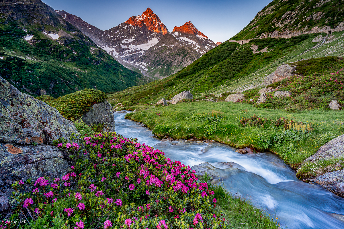 Alpenrosen und Bergbach am Sustenpass im Sommer, Uri Schweiz – Jan Geerk Fotograf Basel