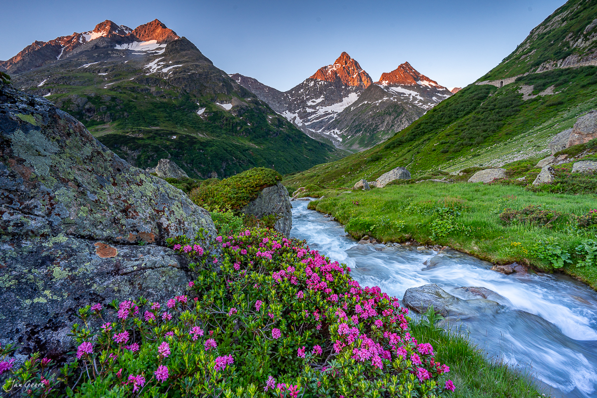 Alpenrosen und Bergbach am Sustenpass im Sommer, Uri, Schweiz – Jan Geerk Fotograf Basel