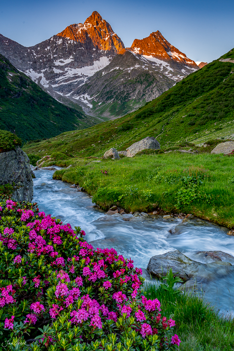 Alpenrosen und Bergbach am Sustenpass im Sommer, Uri Schweiz – Jan Geerk Fotograf Basel